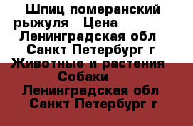 Шпиц померанский рыжуля › Цена ­ 25 000 - Ленинградская обл., Санкт-Петербург г. Животные и растения » Собаки   . Ленинградская обл.,Санкт-Петербург г.